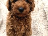 Toy Poodle Yavrular Irkının En Güzeli