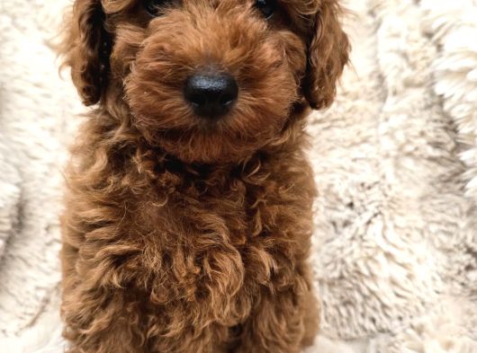 Toy Poodle Yavrular Irkının En Güzeli görsel