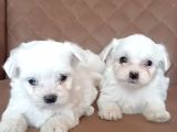 Korean Maltese Terrier Yavrular Mama Ve Malzeme Paketi