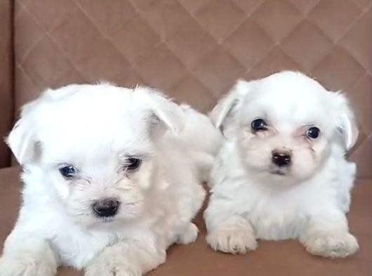 Korean Maltese Terrier Yavrular Mama Ve Malzeme Paketi görsel