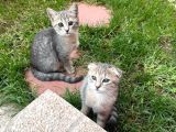 SCOTTİSH VE BRİTİSH KARDEŞLER