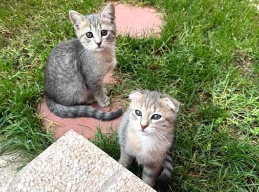 Scotti̇sh Ve Bri̇ti̇sh Kardeşler