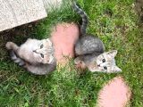 Scotti̇sh Ve Bri̇ti̇sh Kardeşler