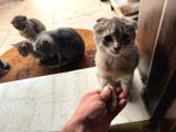 Scotti̇sh Ve Bri̇ti̇sh Kardeşler
