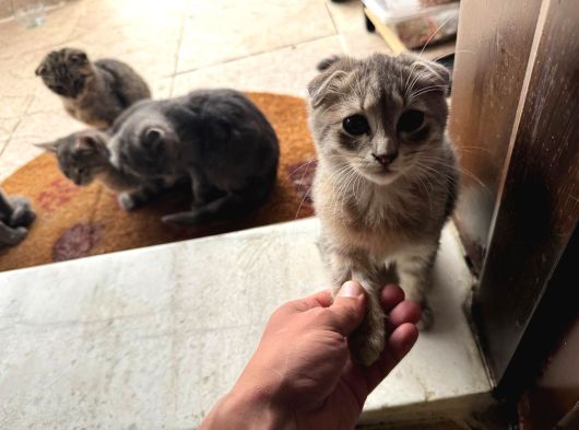 Scotti̇sh Ve Bri̇ti̇sh Kardeşler görsel