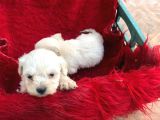 Pamuk Gibi  Kore Maltese Terrier