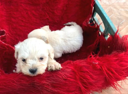 Pamuk Gibi  Kore Maltese Terrier görsel