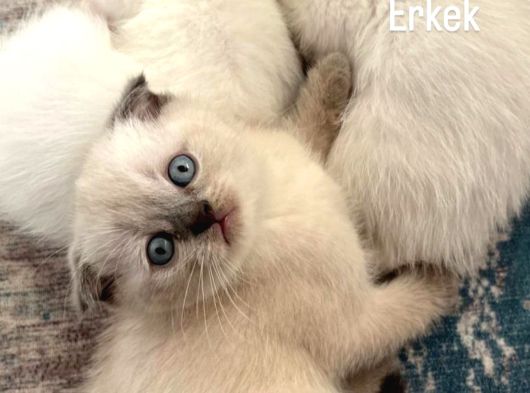 Beyaz Mavi̇gözlü Yavrular  Uygun Sahi̇pleni̇yorum görsel