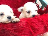 Pamuk gibi  kore maltese terrier