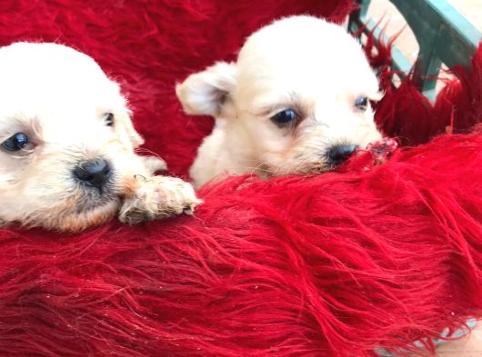 Pamuk Gibi  Kore Maltese Terrier