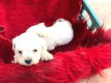 Pamuk Gibi  Kore Maltese Terrier