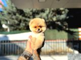 Pomernian Bebek