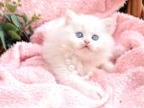 Kalitede Siilver Ns24 British Shorthair