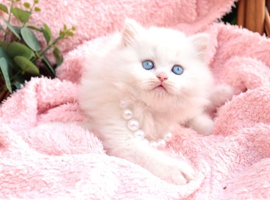 Kalitede Siilver Ns24 British Shorthair görsel