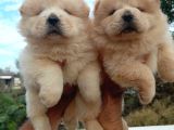 Chow Chow Yavrularımız Mama Malzeme Kampanyalı