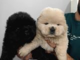 Chow Chow Yavrularımız Mama Malzeme Kampanyalı