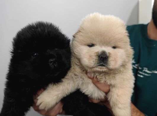 Chow Chow Yavrularımız Mama Malzeme Kampanyalı görsel