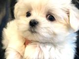 Korean Maltese Terrier Yavrular Mama Ve Malzeme Paketi