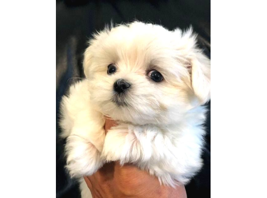 Korean Maltese Terrier Yavrular Mama Ve Malzeme Paketi görsel