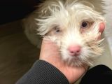 2 Aylık Maltipoo Yavru Mavi Gözlü Pembe Burunlu