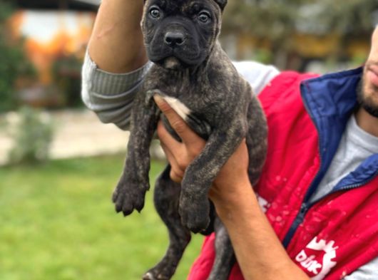 Cone Corso Yavrularımız Çiftliğimızden görsel