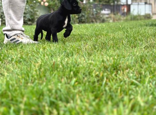 Cone Corso Yavrularımız Çiftliğimızden görsel