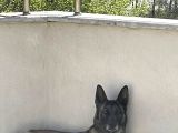 Safkan Belçika Malinois Yavruları