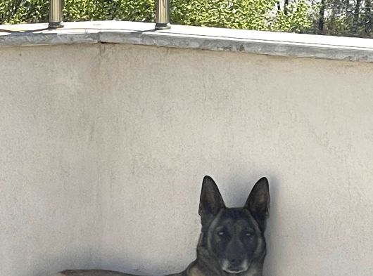 Safkan Belçika Malinois Yavruları görsel