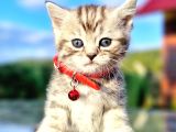40Günlük  Silwer Tabby Scotish Ve British Yavrular