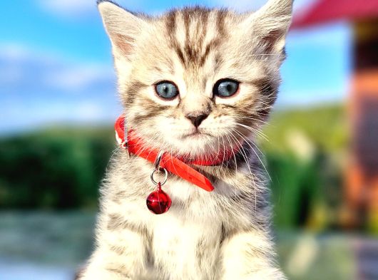40Günlük  Silwer Tabby Scotish Ve British Yavrular görsel