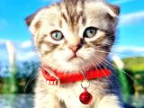 40Günlük  Silwer tabby Scotish Ve British Yavrular