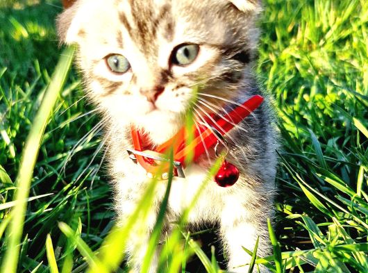 40Günlük  Silwer Tabby Scotish Ve British Yavrular görsel