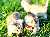 40Günlük  Silwer Tabby Scotish Ve British Yavrular