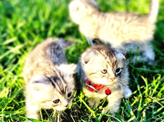 40Günlük  Silwer Tabby Scotish Ve British Yavrular görsel