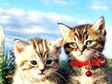 40Günlük  Silwer Tabby Scotish Ve British Yavrular