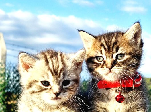 40Günlük  Silwer Tabby Scotish Ve British Yavrular görsel