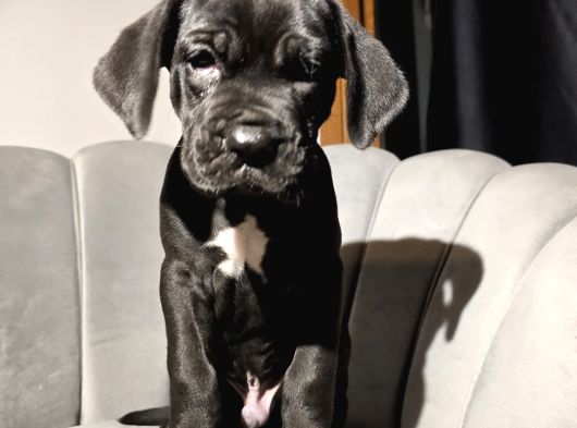 Safkan Black Cane Corso Yavrular görsel