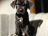 Safkan Black cane corso yavrular