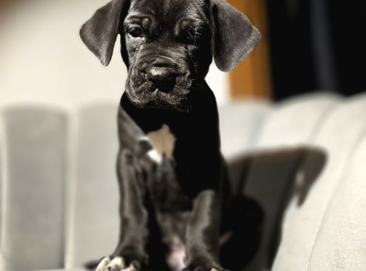 Safkan Black Cane Corso Yavrular