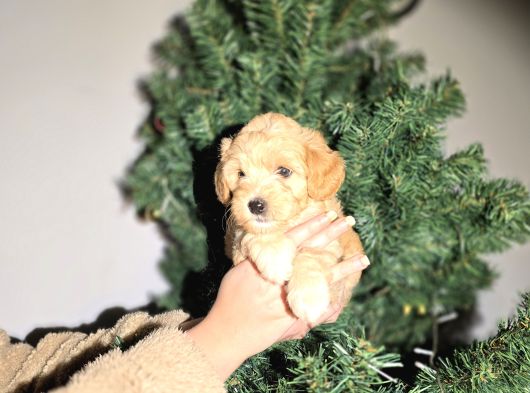 Mini Boy F1 Maltipo Bebeklerimiz görsel
