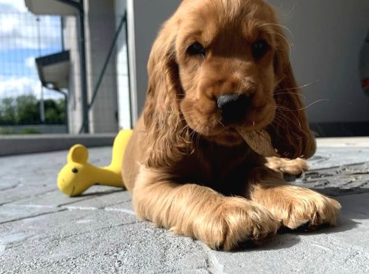 Tarçın Rengi Cocker Yavrumuz görsel