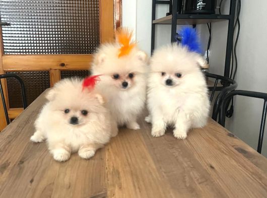 Pomarian Boo Tedy Bear Şampiyon Scr Anne Babadan A Pedigre görsel