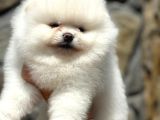 SHOW CLASS TEDDY BEAR POMERANİAN BOO