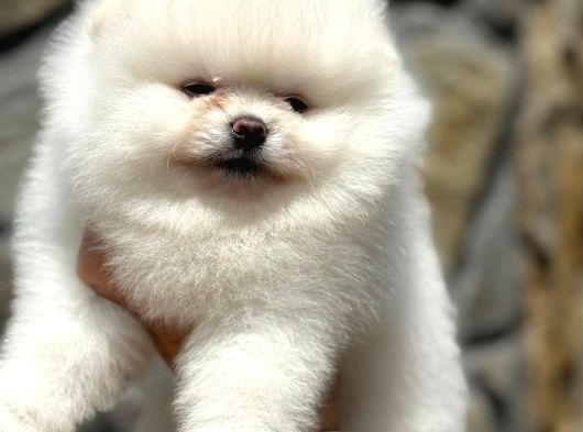 Show Class Teddy Bear Pomerani̇an Boo