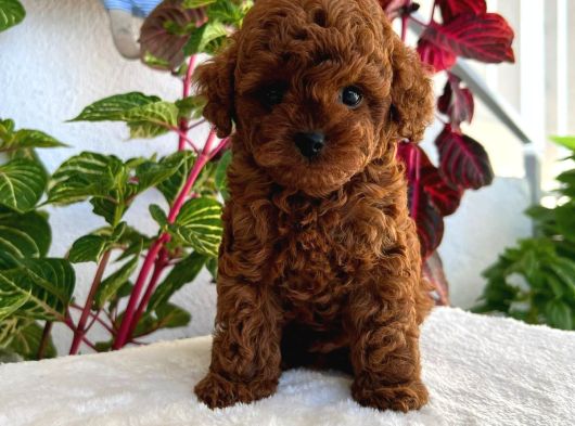 Bir Avuç Poodle Bebiş görsel