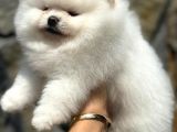 Show Class Teddy Bear Pomerani̇an Boo