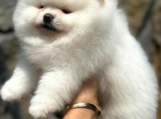Show Class Teddy Bear Pomerani̇an Boo görsel