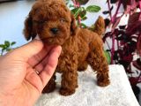 Bir avuç poodle bebiş