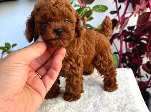 Bir Avuç Poodle Bebiş
