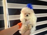 Pomarian boo tedy bear şampiyon scr Anne babadan A pedigre